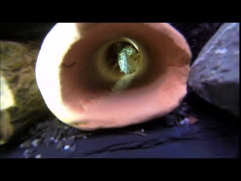 L134 - Peckoltia Compta - Eggs