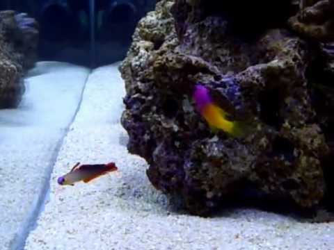 gramma loreto coppia 2