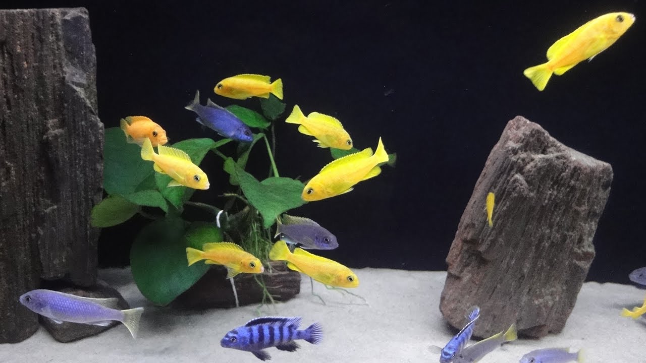 Pseudotropheus saulosi