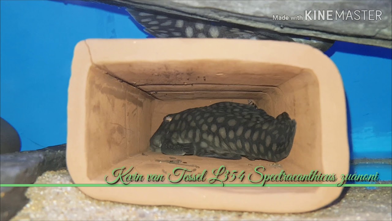 L354 Spectracanthicus Zuanoni