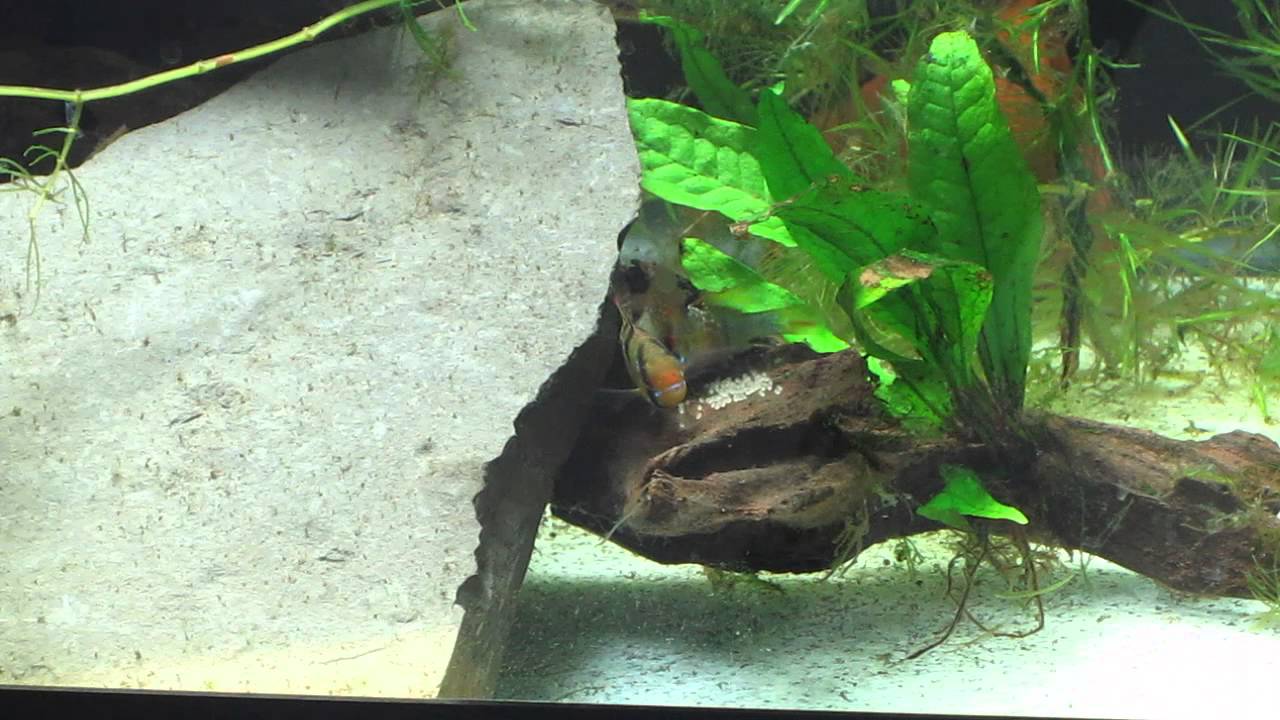 German Blue Rams Spawning!