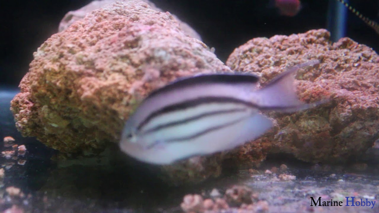 Genicanthus lamarck also commonly known as Lamarck's Angelfish