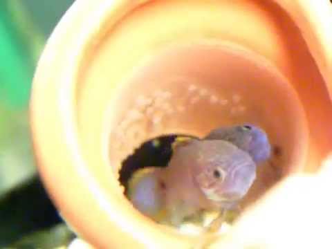 Laying eggs of Tateurndina ocellicauda