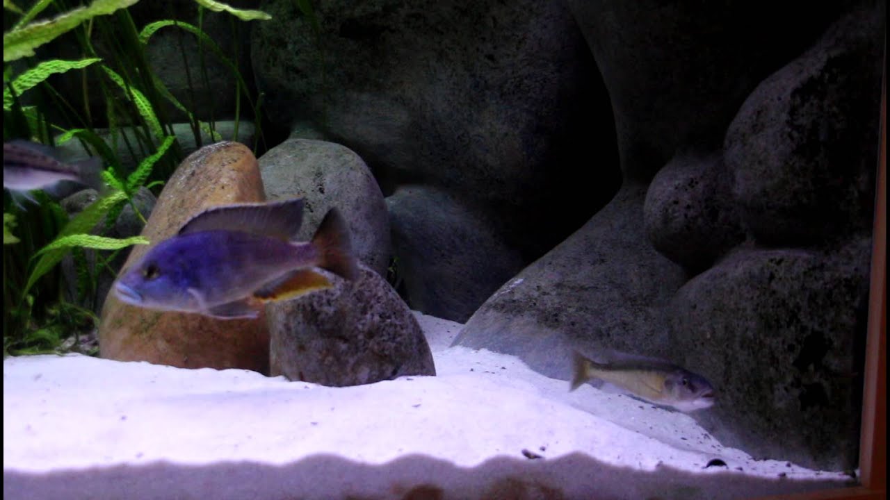 Champsochromis caeruleus 3