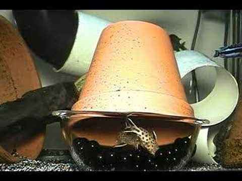 Synodontis Petricola Spawning..EGG SPRAY © Troy Donovan