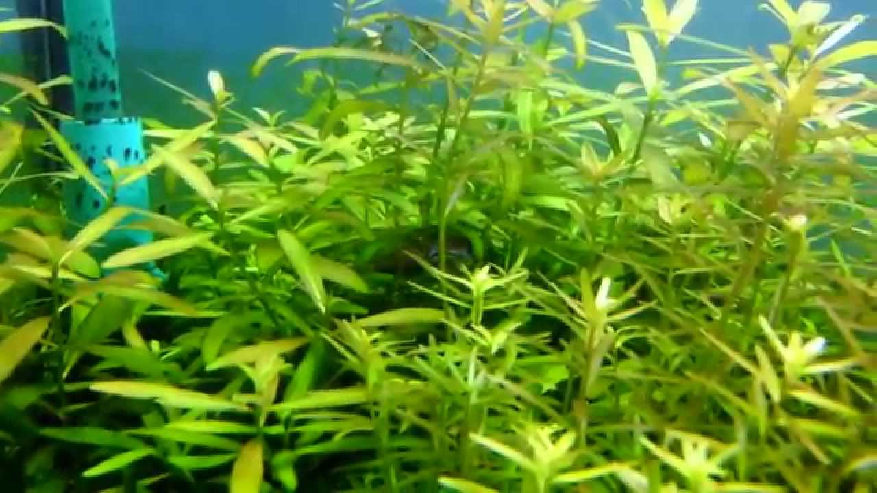 Tetras Emperador Nematobrycon Palmeri