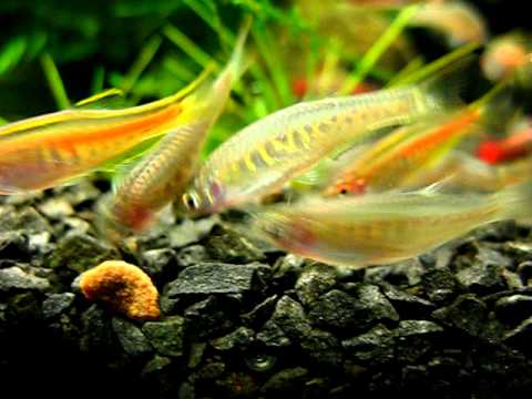 Danio choprae, Danio aesculapii