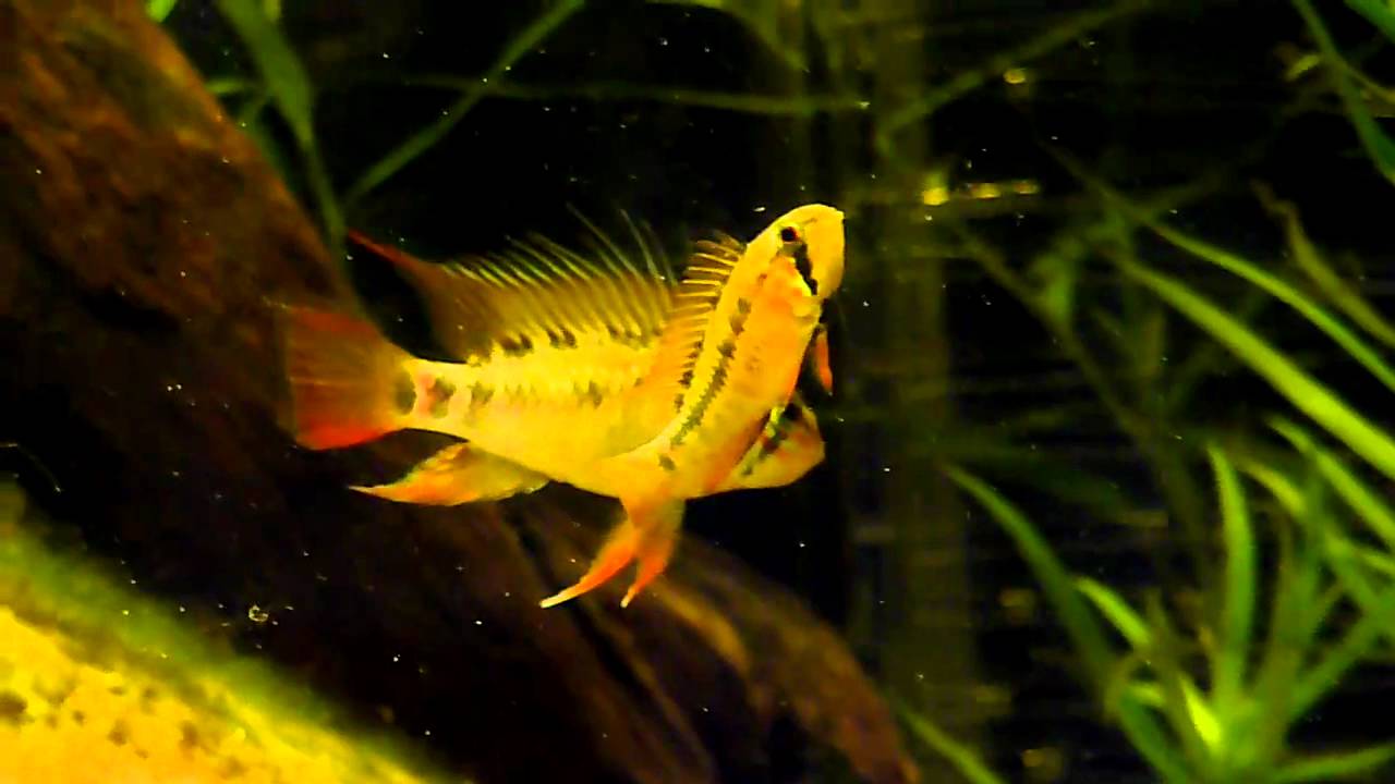 Apistogramma macmasteri