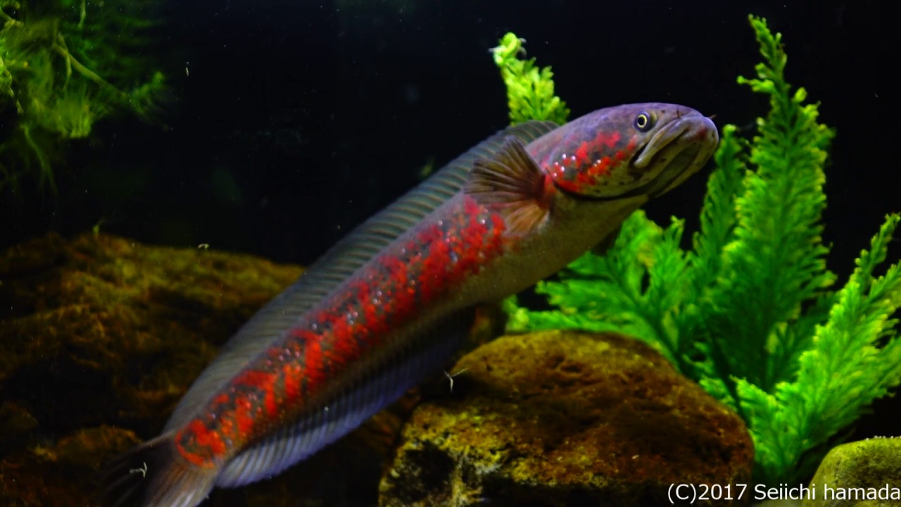 Channa asiatica "Super red" breeding pair