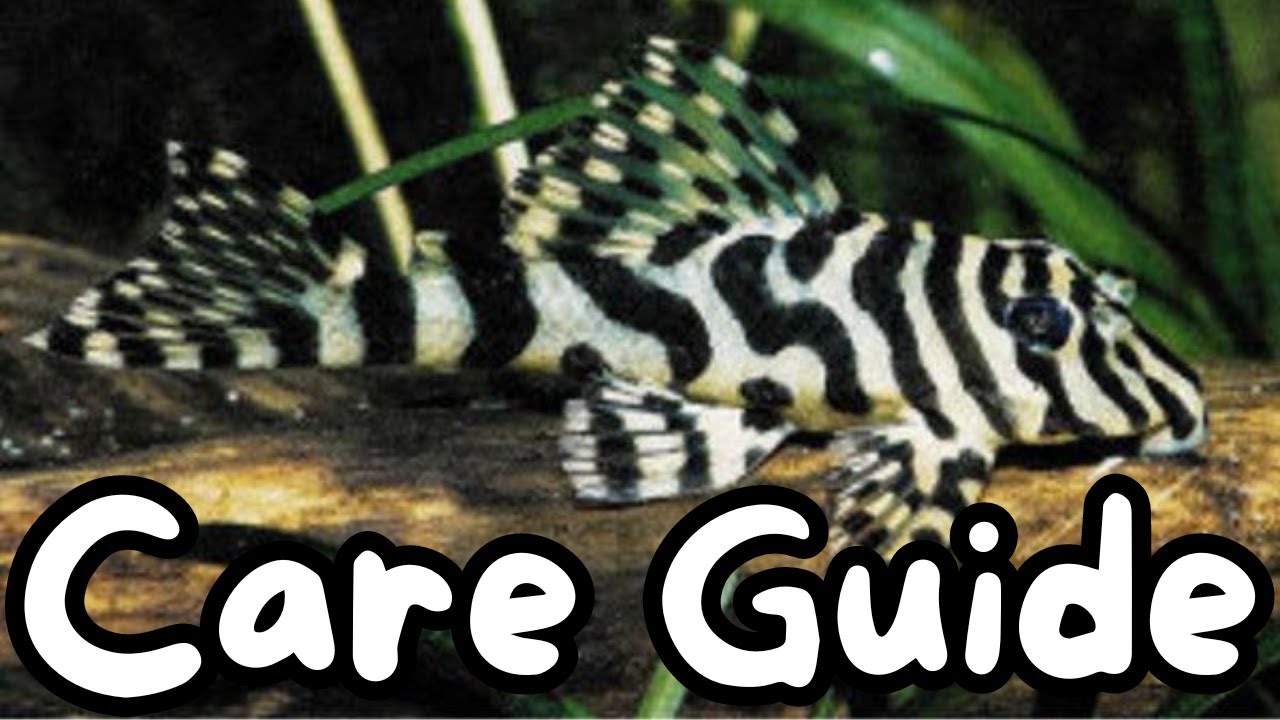 Leopard Frog Pleco Care Guide - L134 Peckoltia compta