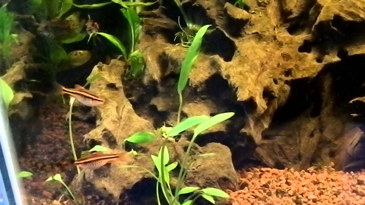 Fish Tank Talk - Cherry Barbs