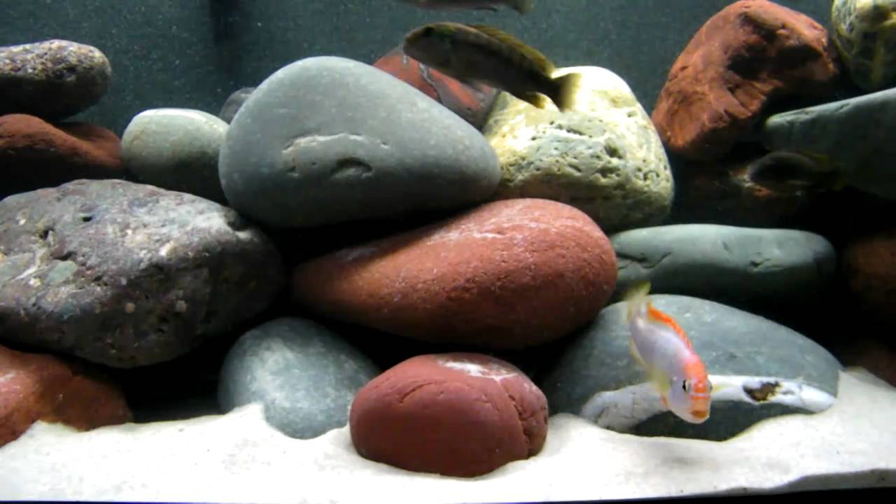 Pseudotropheus Sp. Perspicax  "Red Top Ndumbi" Lake Malawi