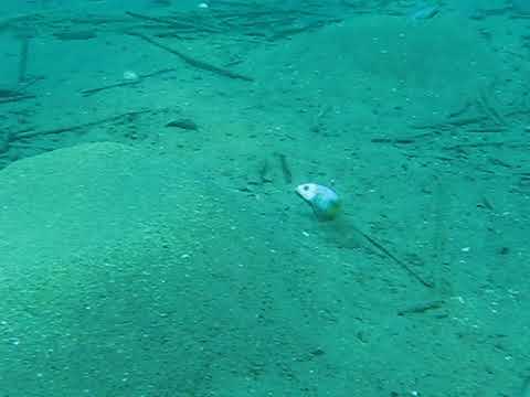 Bower building cichlid moves sand in Lake Malawi