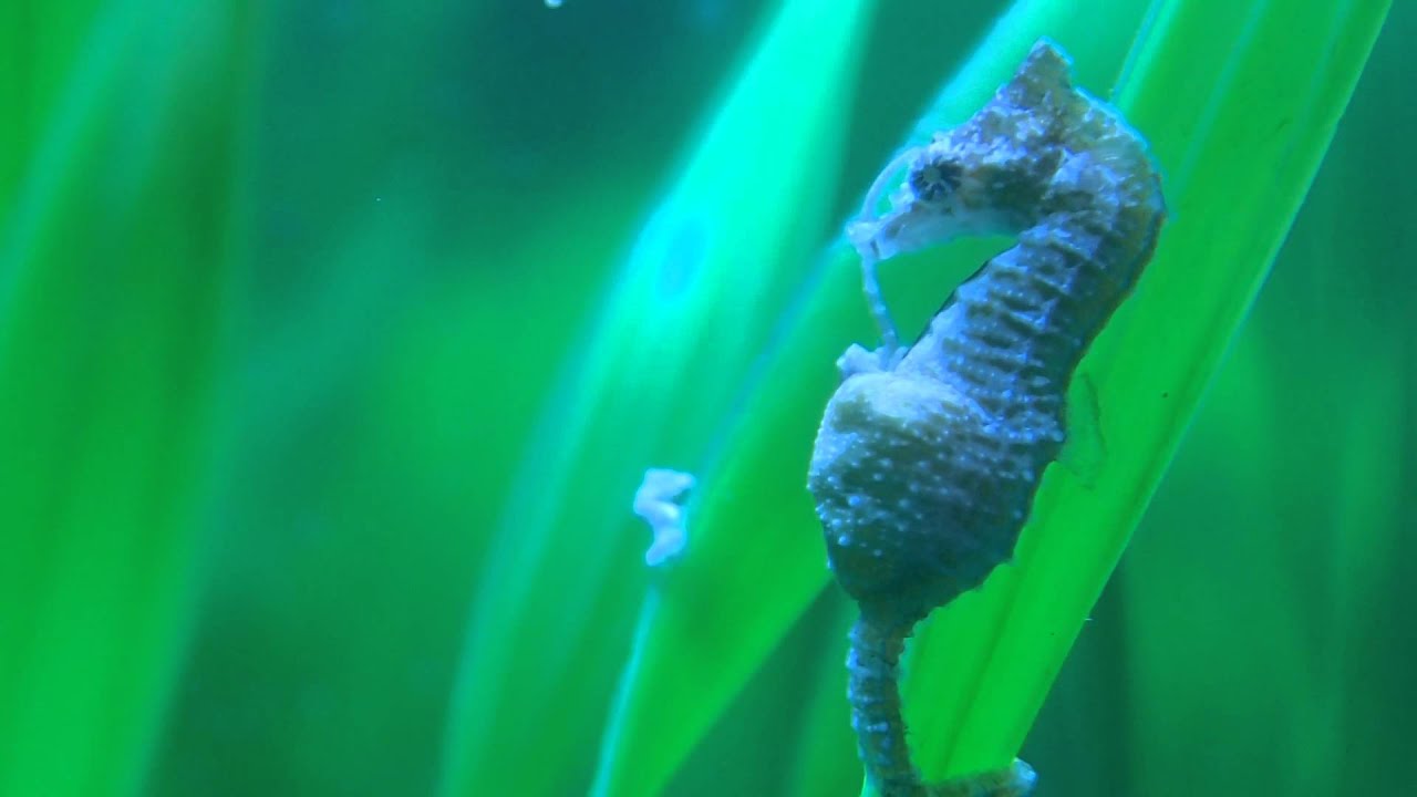 Seepferdchen Geburt Hippocampus zosterae | Hippocampus zosterae giving birth