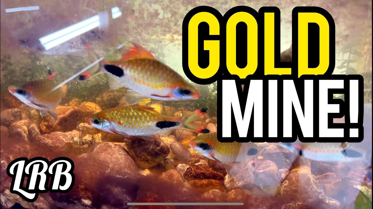 EASY Method To Breeding These RARE Aquarium Fish | Dawkinsia Assimilis Barbs