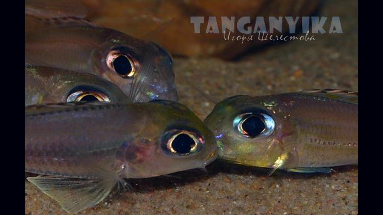 Tanganyika Planet - Xenotilapia ornatipinnis Burundi