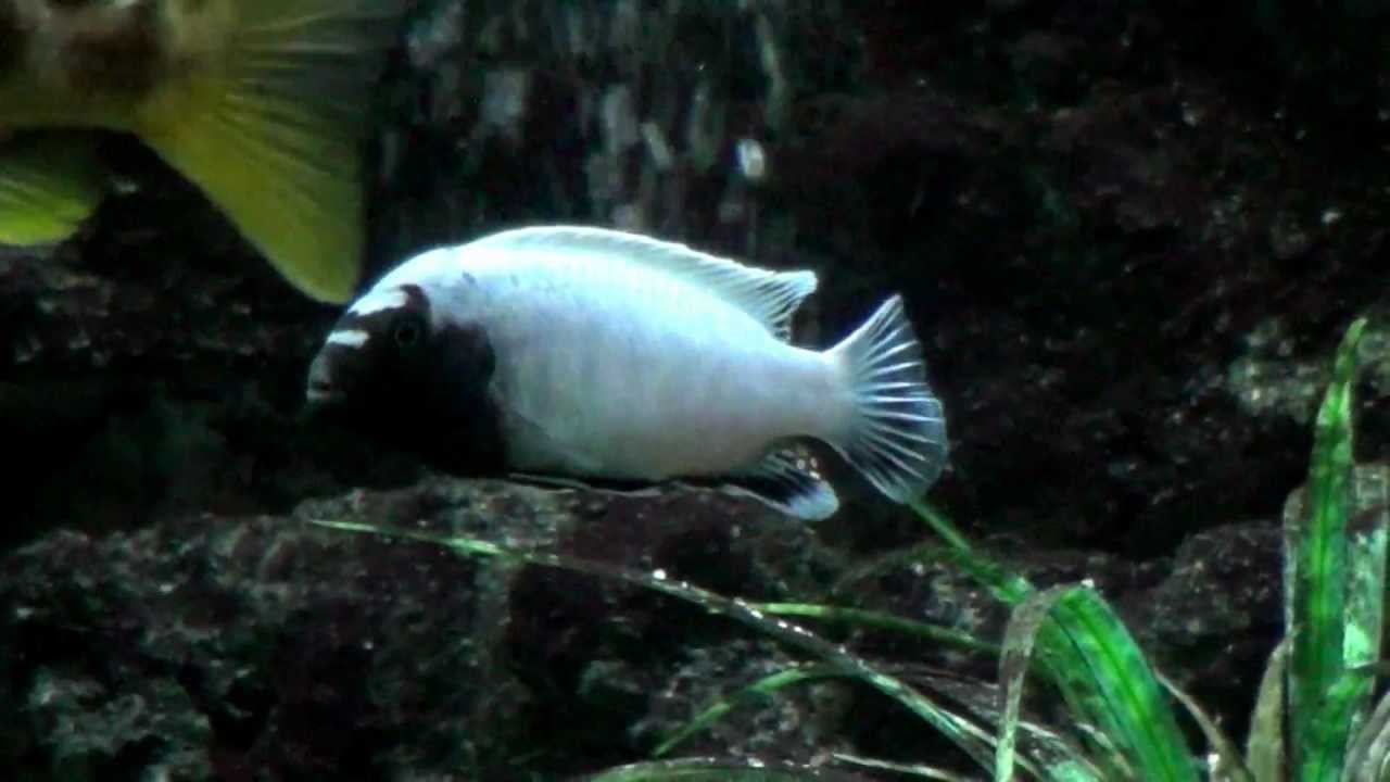 Pseudotropheus polit