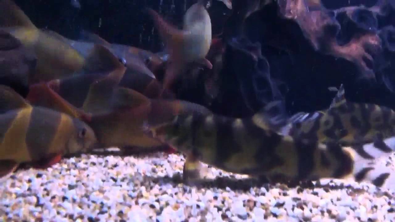 Botia Histrionica - Golden Zebra Loaches