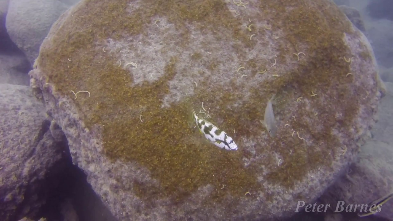 Nimbochromis livingstonii at the Mbamba Islands, Likoma.
