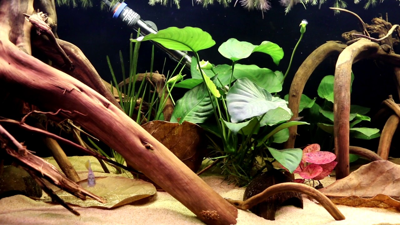 Apistogramma ortegai speciaalaquarium