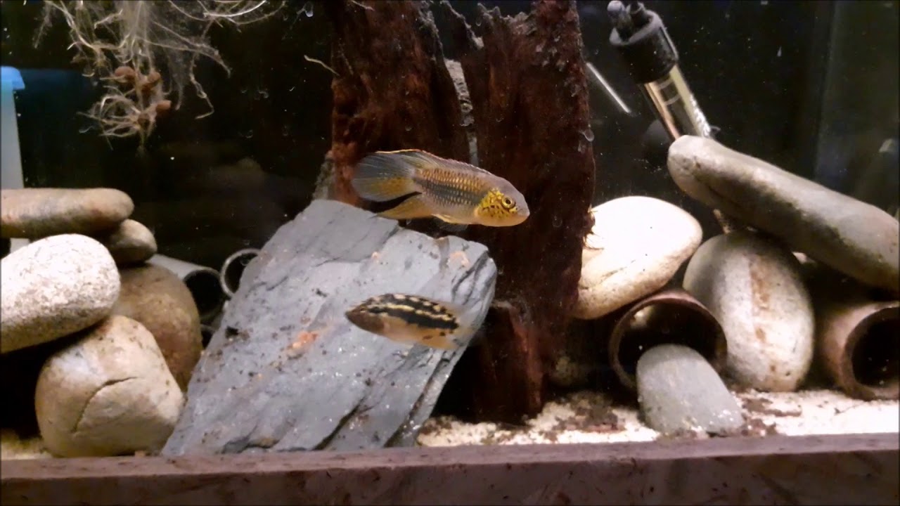 Nanacara aureocephalus Crique Coco