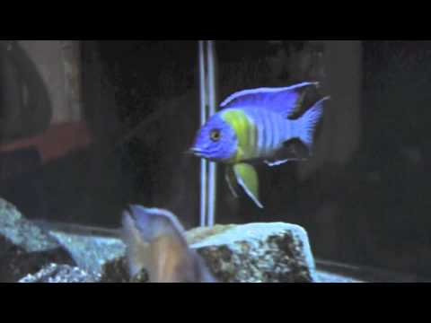 aulonocara maulana " Bi-color 500 "