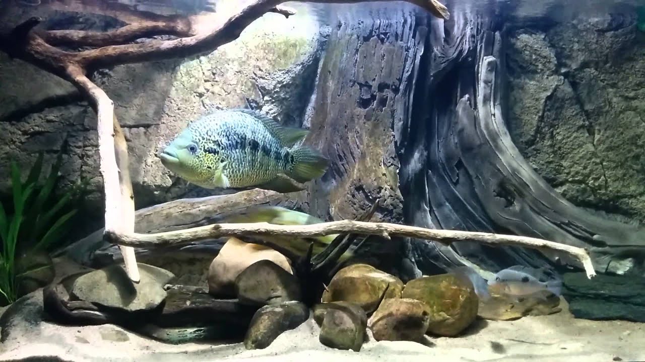 Parachromis loisellei tank