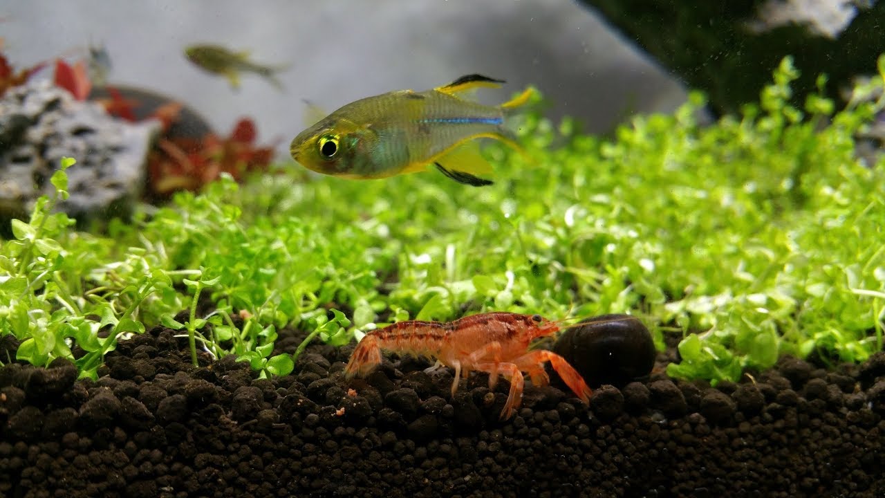 Celebes Rainbowfish - Marosatherina ladigesi - Promieniczka