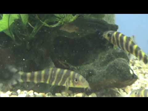 BOTIA DARIO at TYNE VALLEY AQUATICS ( near Newcastle ) ----  aquatic shops tropical fish