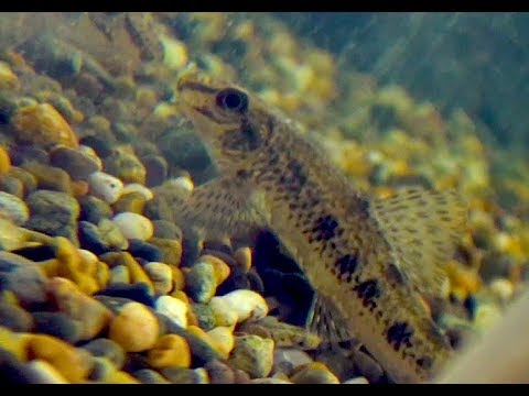 ツチフキ　Tutifuki　Chinese false gudgeon　Abbottina rivularis