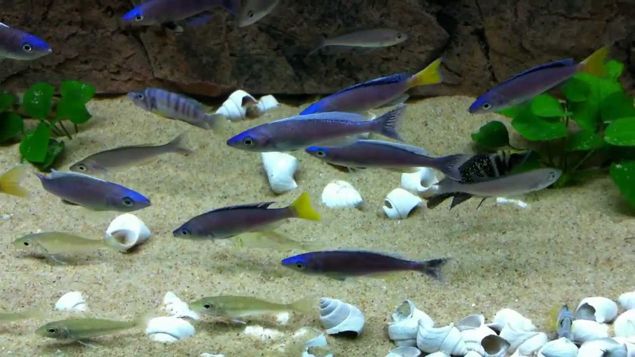 Cyprichromis leptosoma "blue flash" Mpulungu colony - PISCES