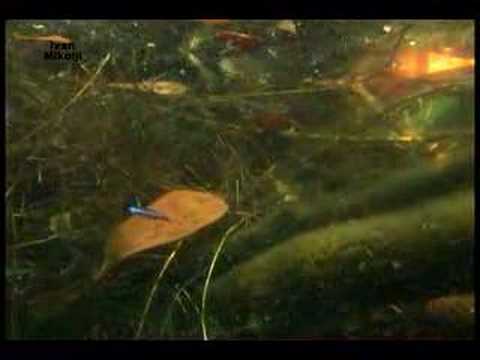 Swimming with Paracheirodon axelrodi Cardinal Tetras Mikolji