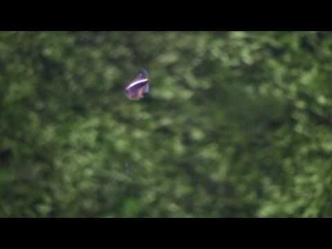 Hyphessobrycon herbertaxelrodi - Zwarte Neon