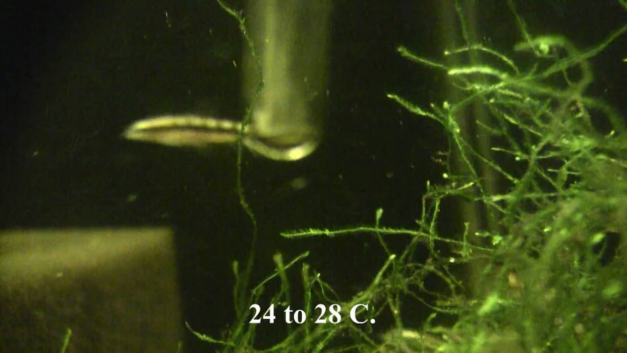 Yasuhikotakia Sidthimunki - The dwarf loach