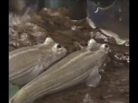 Fish helps other fish give birth, Four-eyed fish Anableps anableps