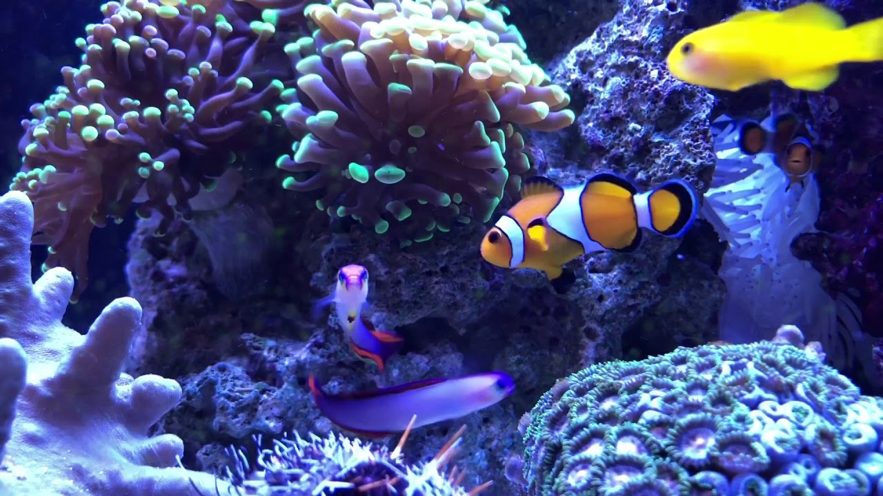 Nemateleotris decora