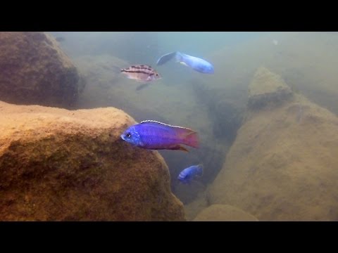 Stunning Red Empress - Protomelas taeniolatus at Namalenje Island
