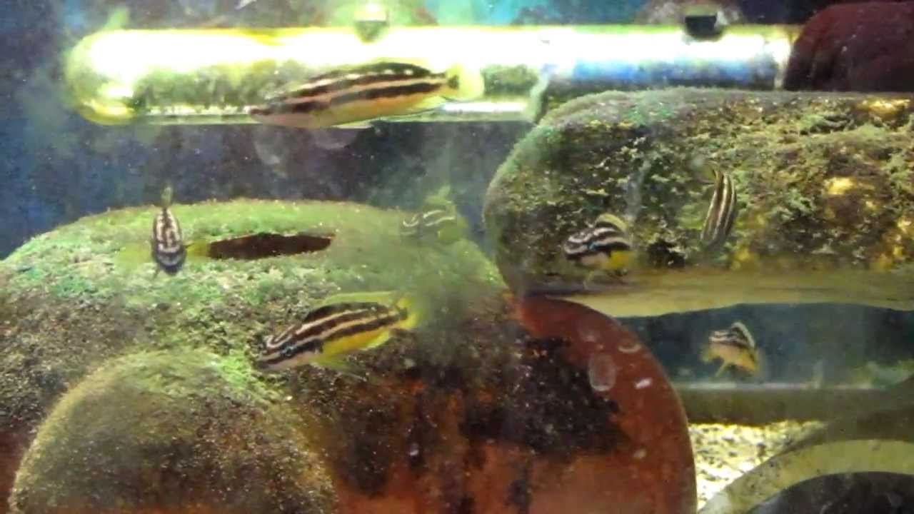 Julidochromis ornatus Uvira....... yellow