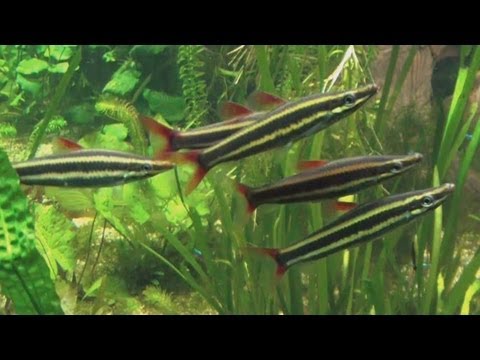 [HD] Striped headstander / Prachtkopfsteher @ Allwetterzoo Münster [11/30]