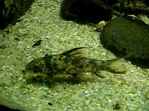 Aquarium de la Porte Dorée - Labeo cyclorhynchus (2) - http://aqualoury.fr.gd/ -