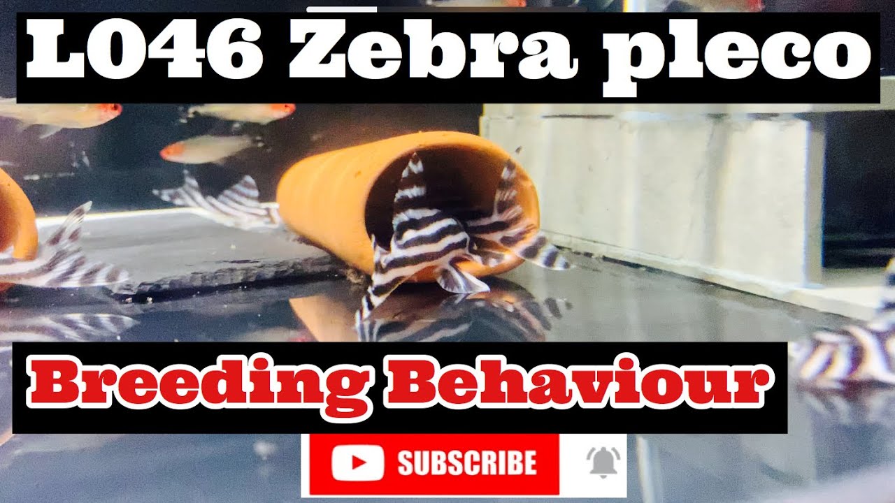 L046 Zebra pleco breeding behaviour