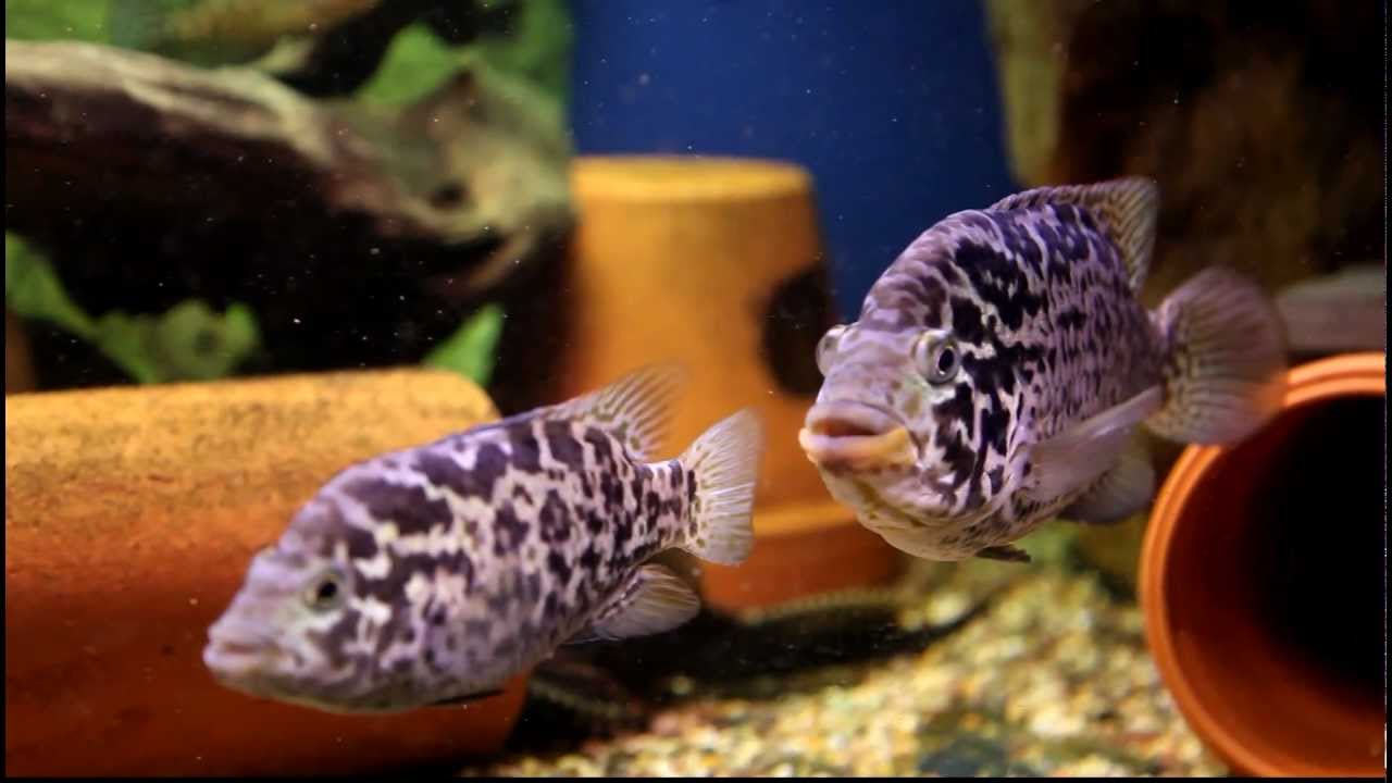 Nandopsis tetracanthus - Cuban Cichlid
