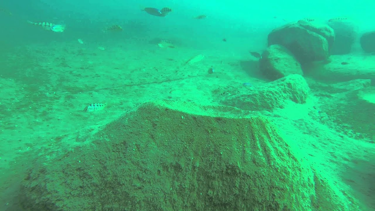 Lake Malawi dive - rostratus, nigriventer, Nyassa