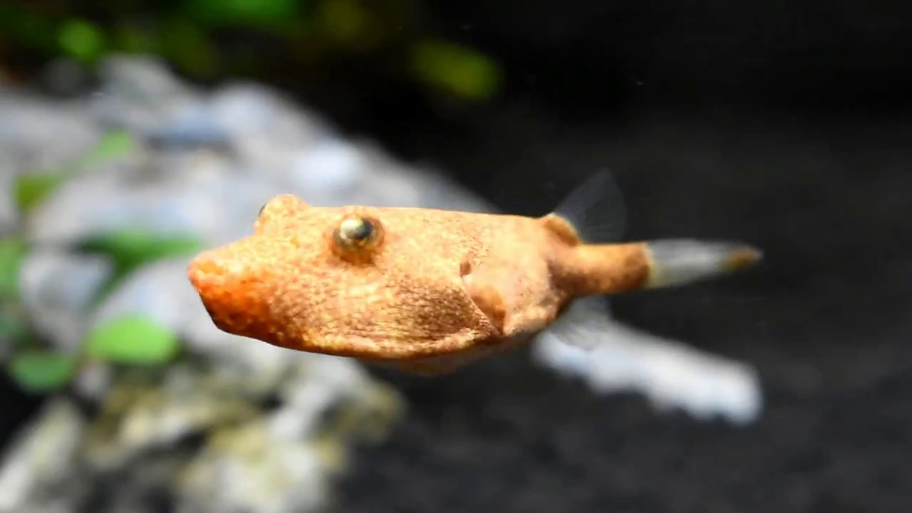POTATO PUFFER: Tetraodon Miurus