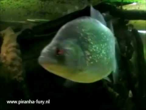 Piranha-fury.nl - Serrasalmus compressus