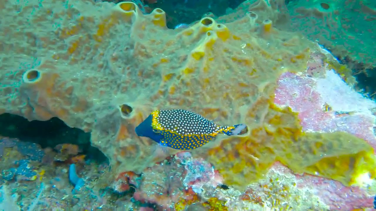 Spotted boxfish (Ostracion meleagris) - Bunaken (Indonesia Sulawesi) 24-3-2024