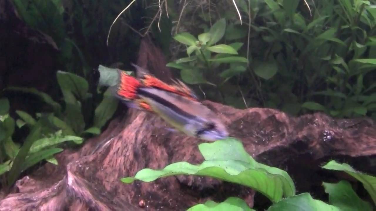 Apistogramma cacatuoides