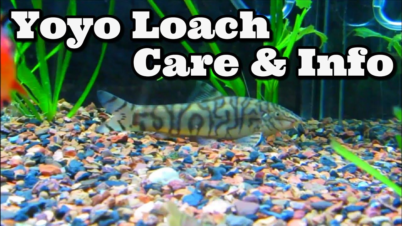 Yoyo Loach Care & Information - Almora Loach - Pakistani Loach - Botia almorhae