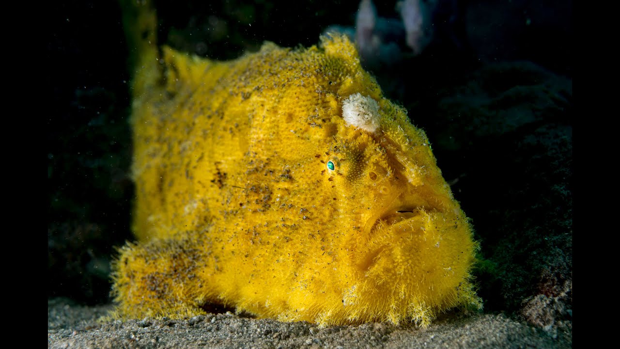 Antennarius hispidus