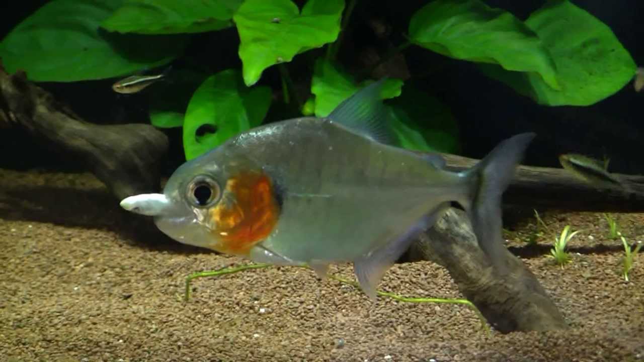 Serrasalmus Manueli Swimming and Eating